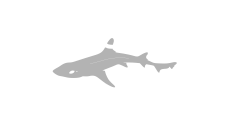 Dogfish Boats